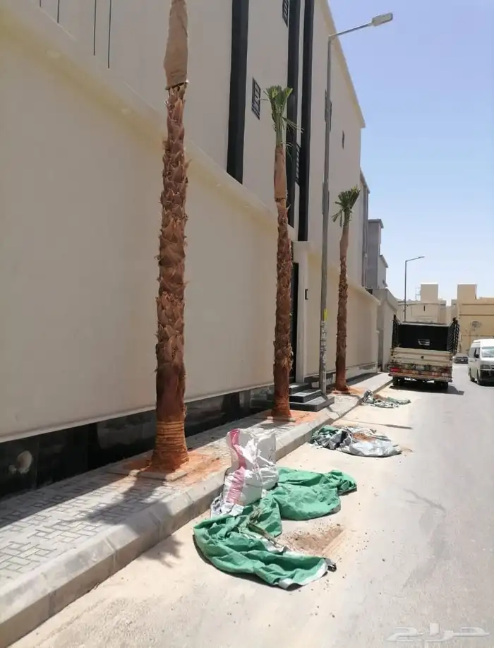 نخيل وشنطني جميع انواع المقاسات 5
