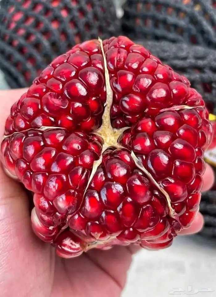 فواكه الطائف 5