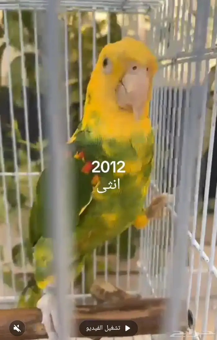 دبل يلوهد اكستريم فواخر 2