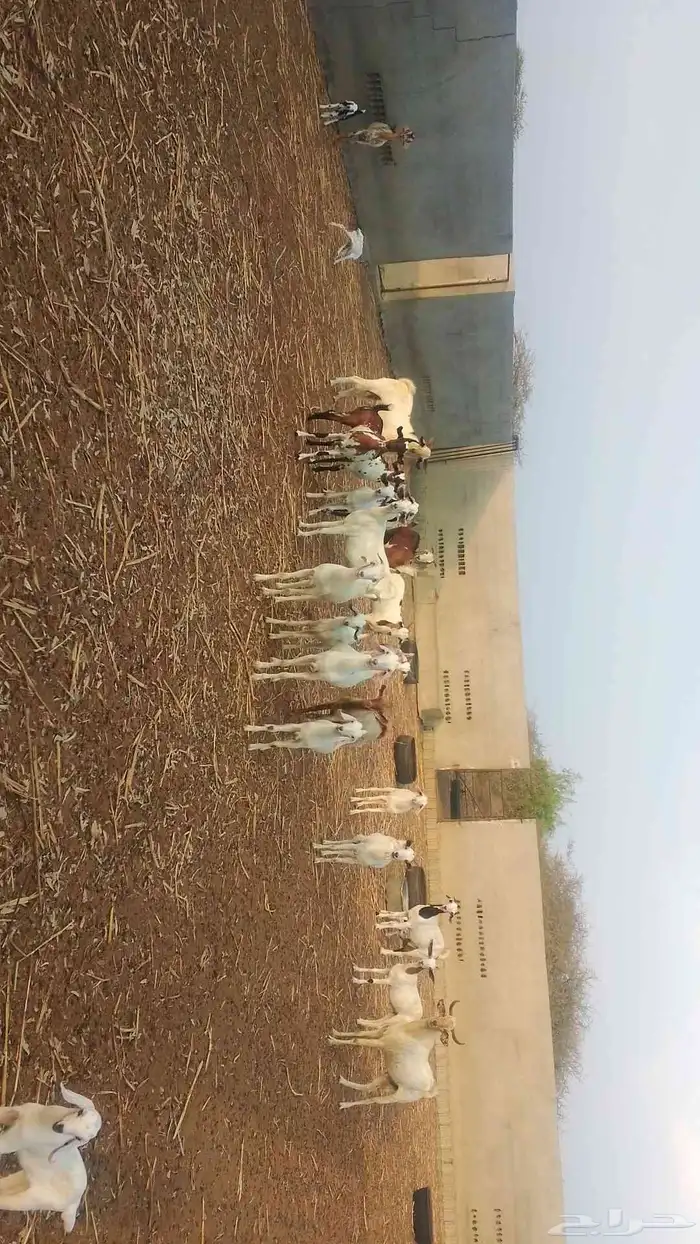 غنم مقاني وشح ومرخ العدد20 3