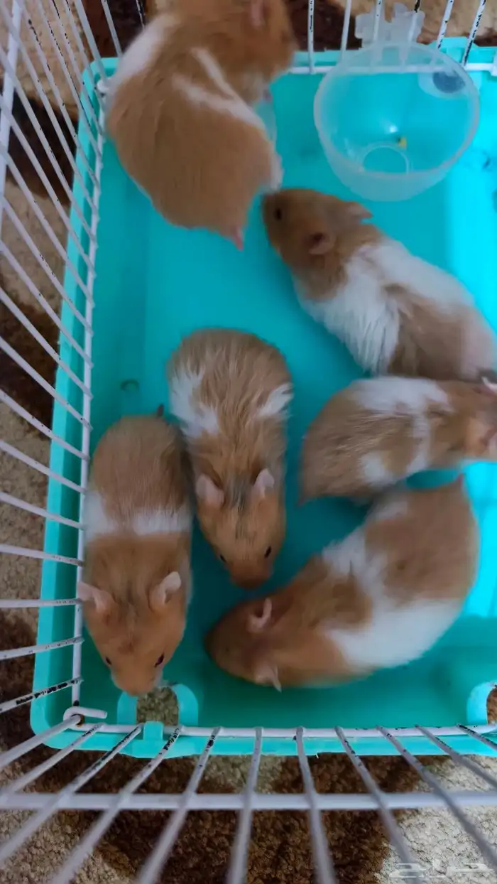 همستر سوري للبيع الوحد ب 15 العدد 6 1