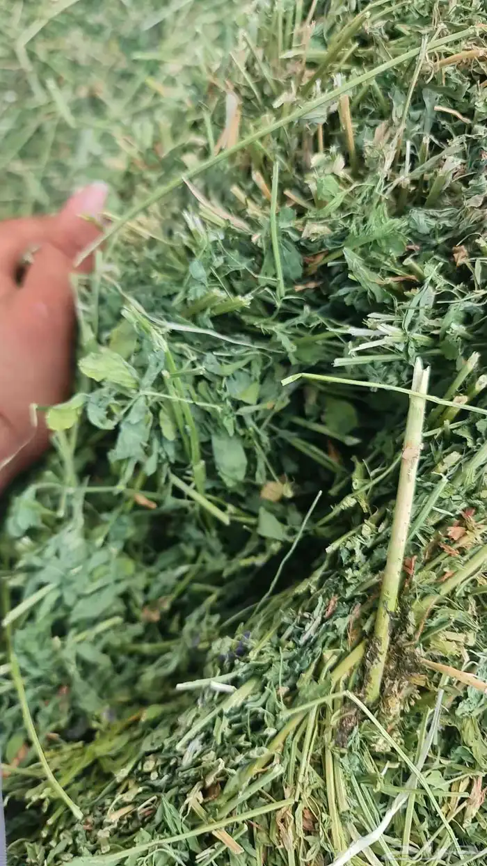 برسيم صافي 0