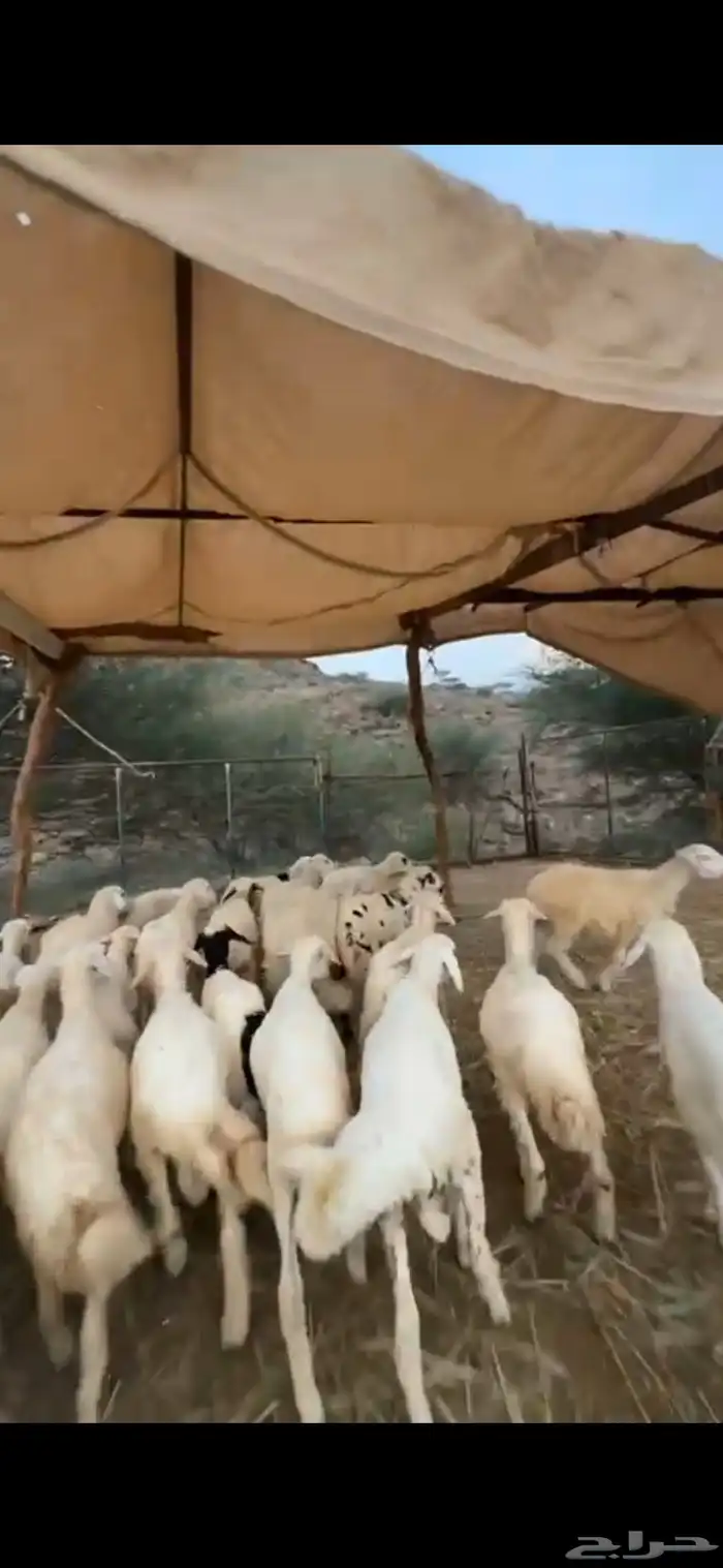 طليان ذبائح حق مناسبات 2