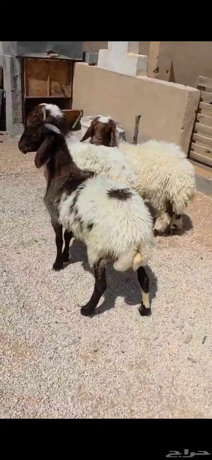 بهم نعبم وحري 7