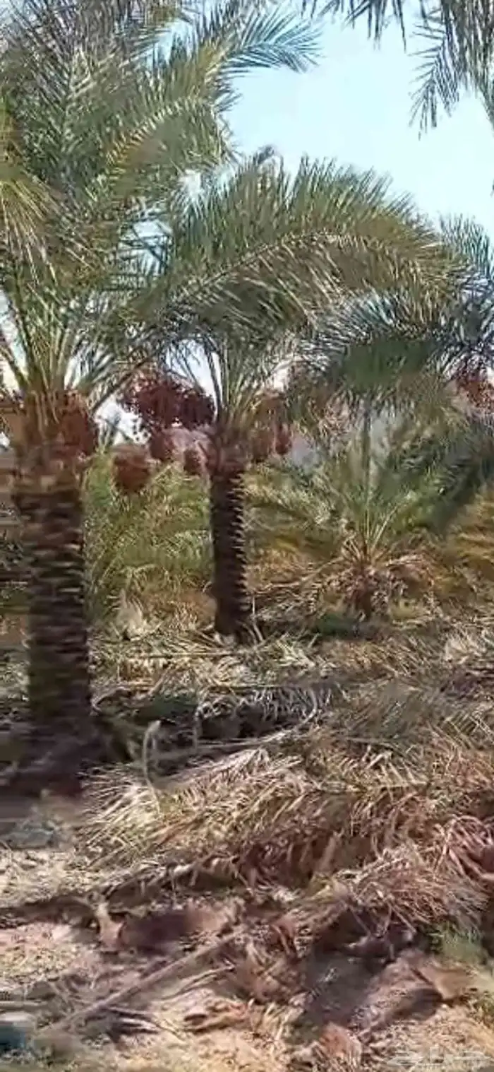 يوجد نخيل في مكه وجده نخيل مثمر ومضمونه كل انوع النخيل 1