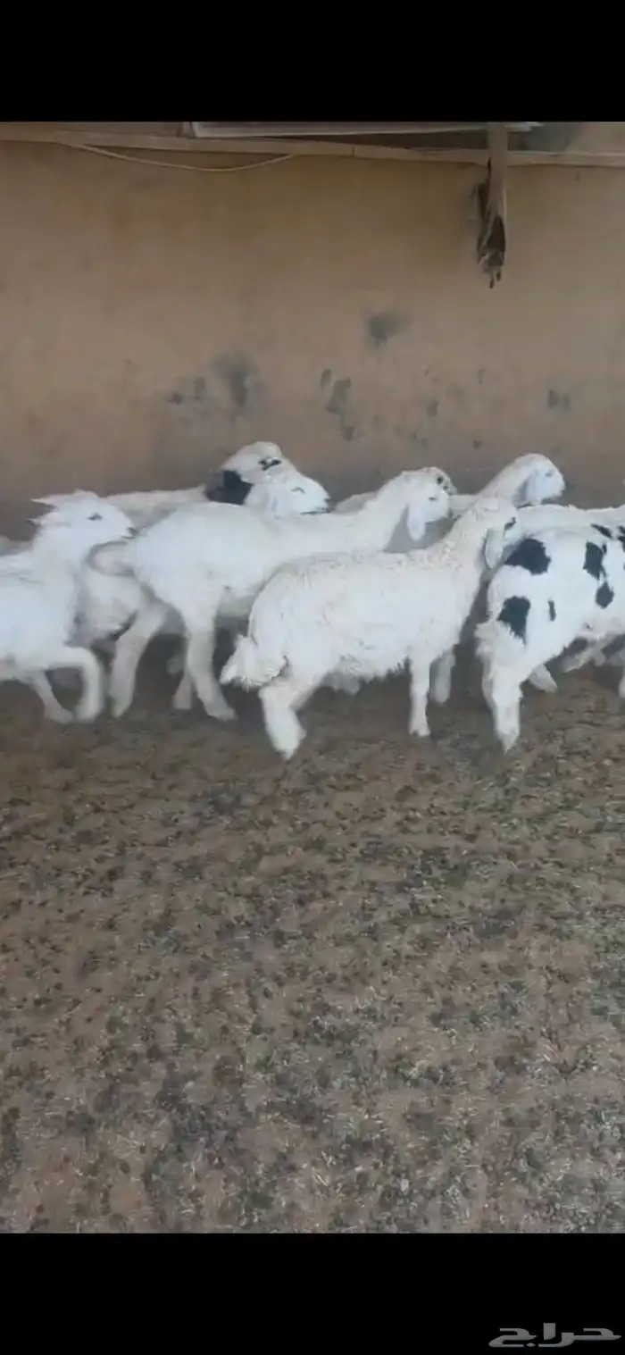 بهم نعبم وحري 2