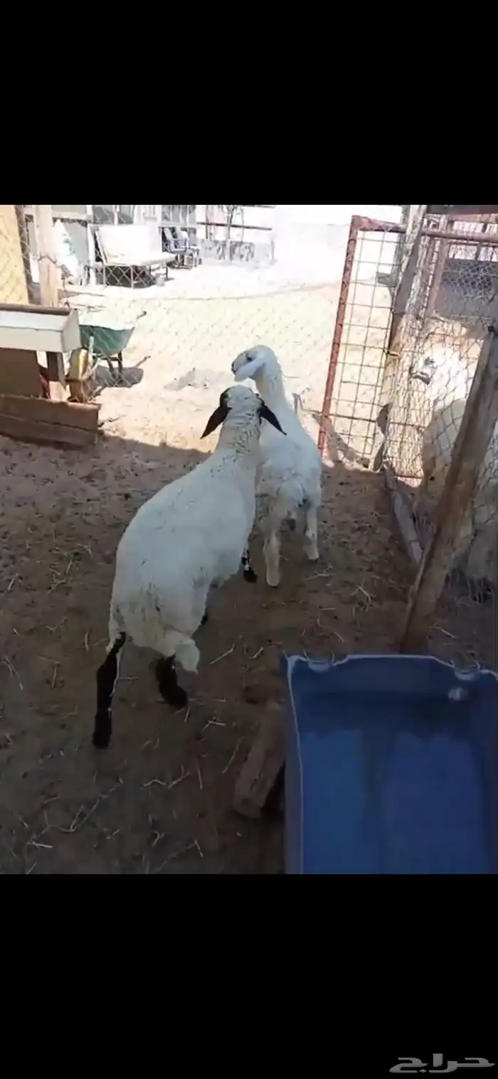 هرافى ذبايح ثلاجة 0