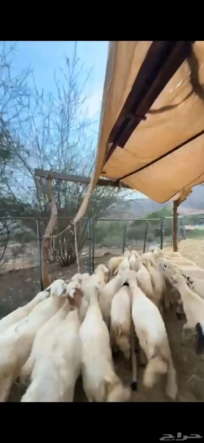 طليان ذبائح حق مناسبات 0