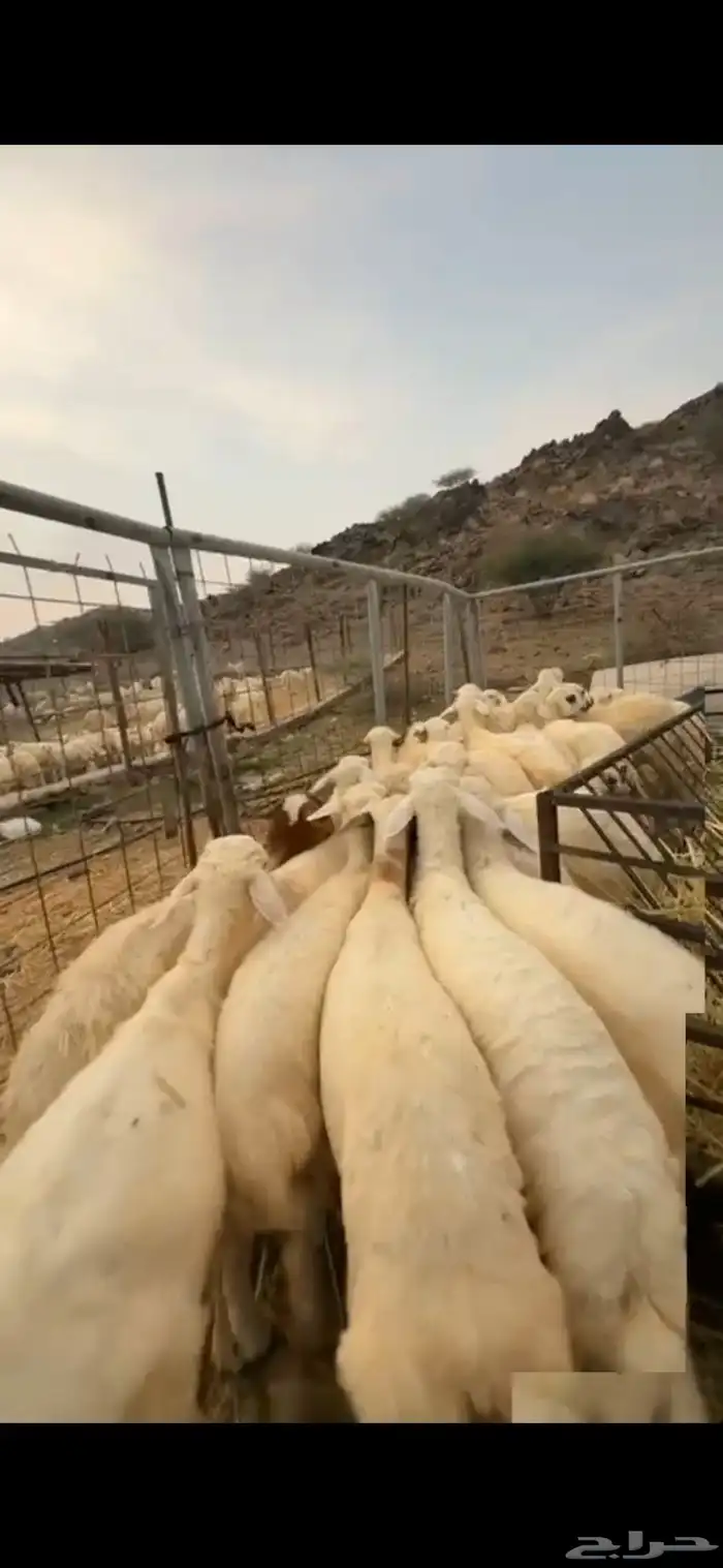 طليان ذبائح حق مناسبات 1