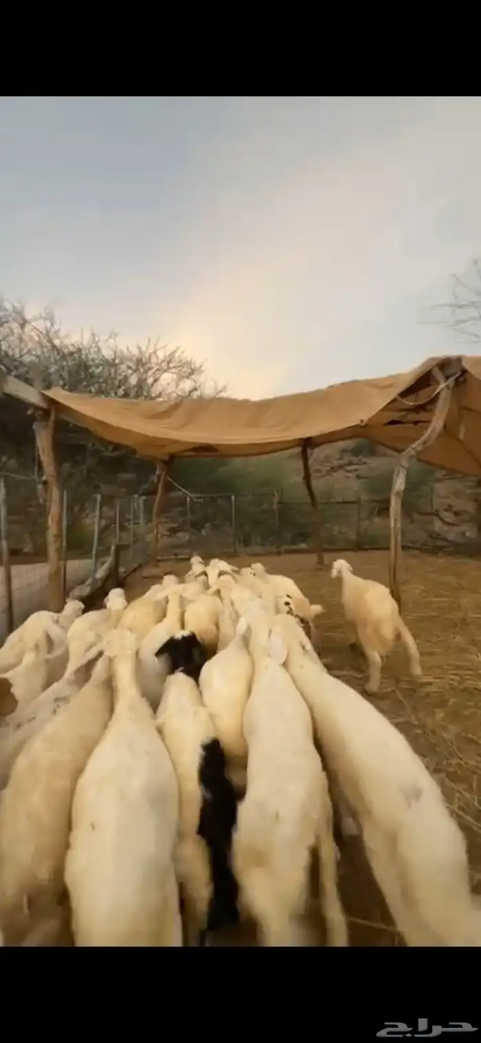 طليان ذبائح حق مناسبات 3