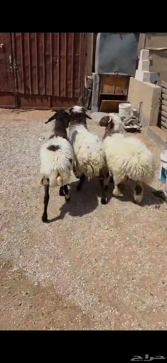 بهم نعبم وحري 6