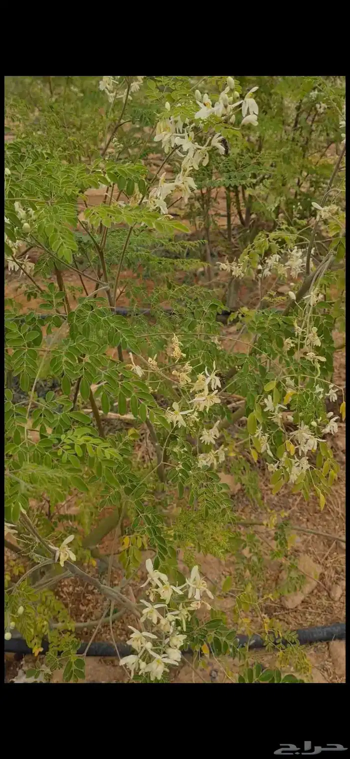 عسل اثل عسل المورينجا مطحون المورينجا 7