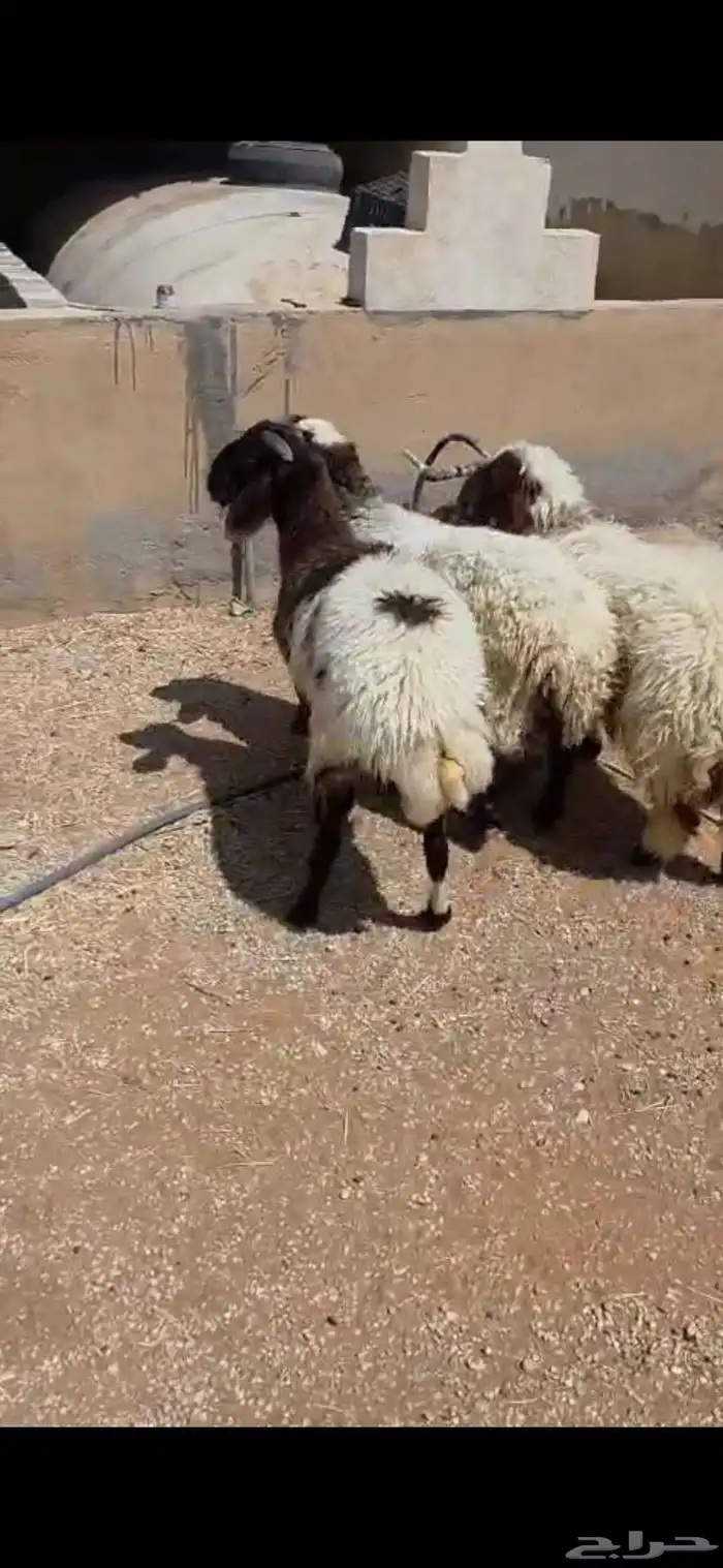 بهم نعبم وحري 3