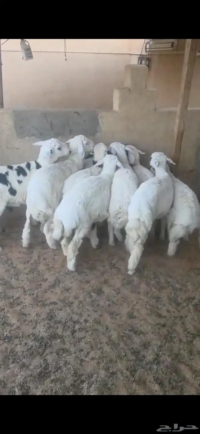بهم نعبم وحري 1