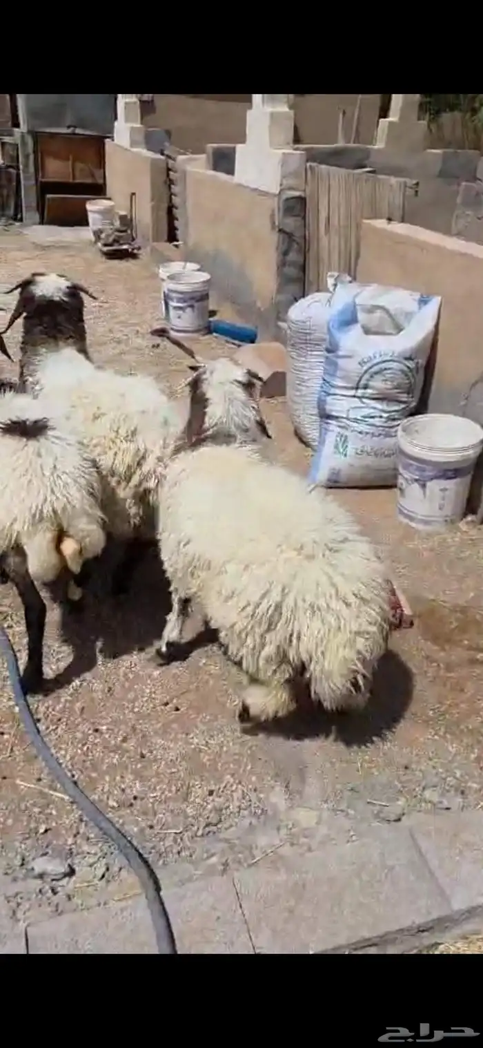بهم نعبم وحري 5