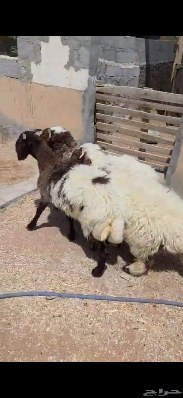 بهم نعبم وحري 4