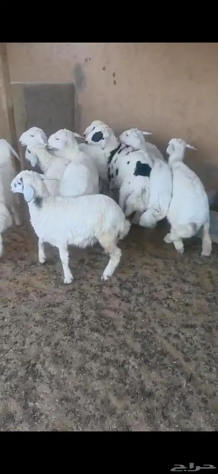 بهم نعبم وحري 0