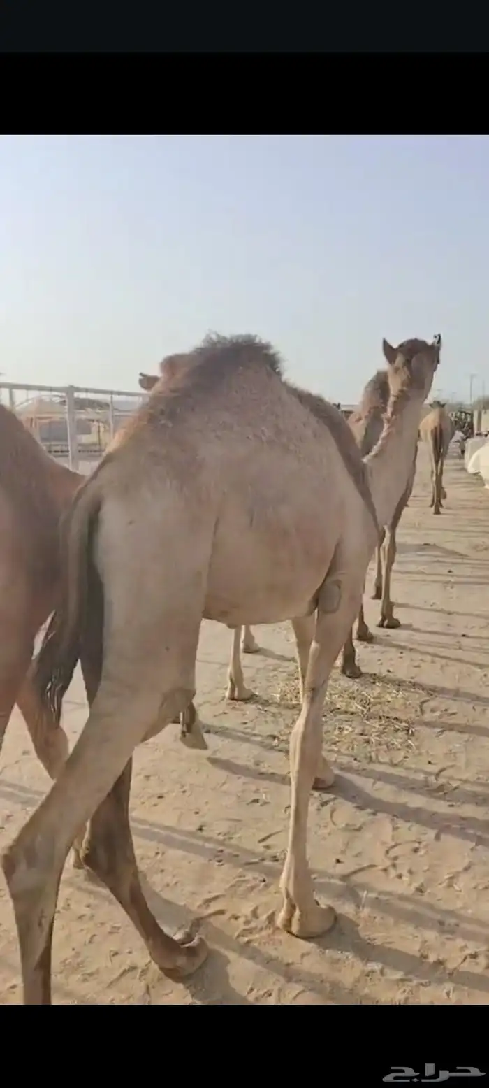 اللي عنده ملحمة او مناسبة ويحتاج شي يجمل متوفر قعدان طيبة 4