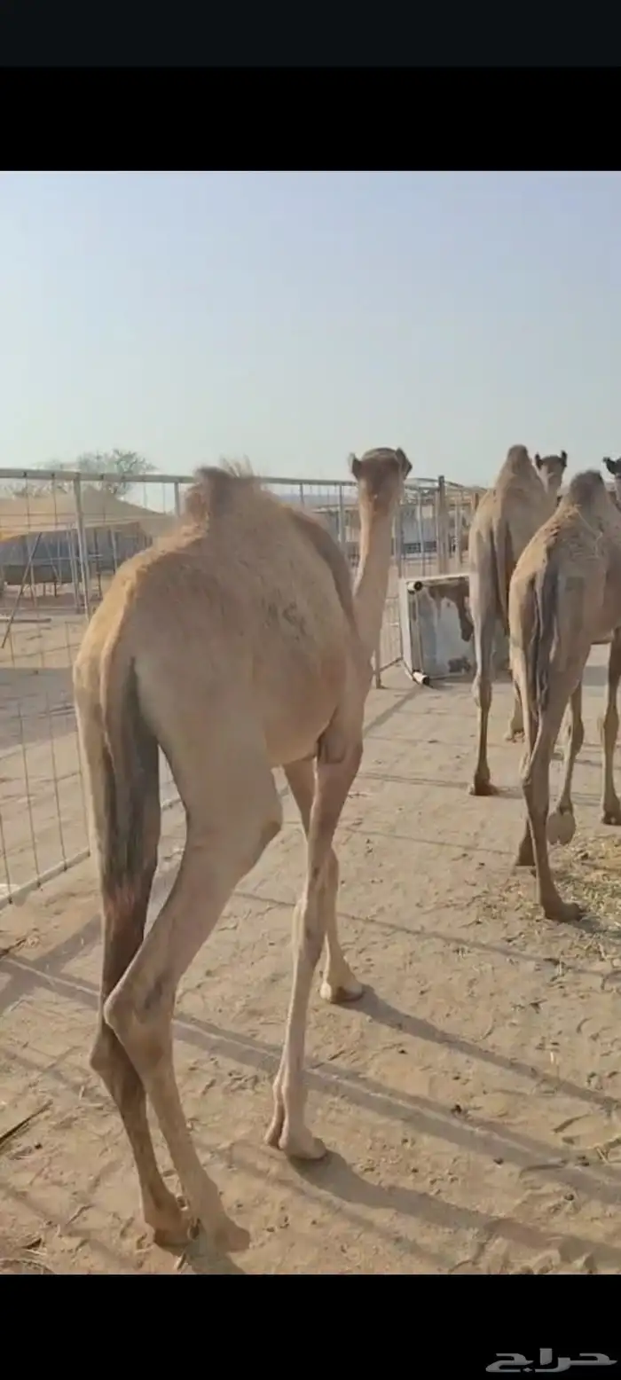 اللي عنده ملحمة او مناسبة ويحتاج شي يجمل متوفر قعدان طيبة 5