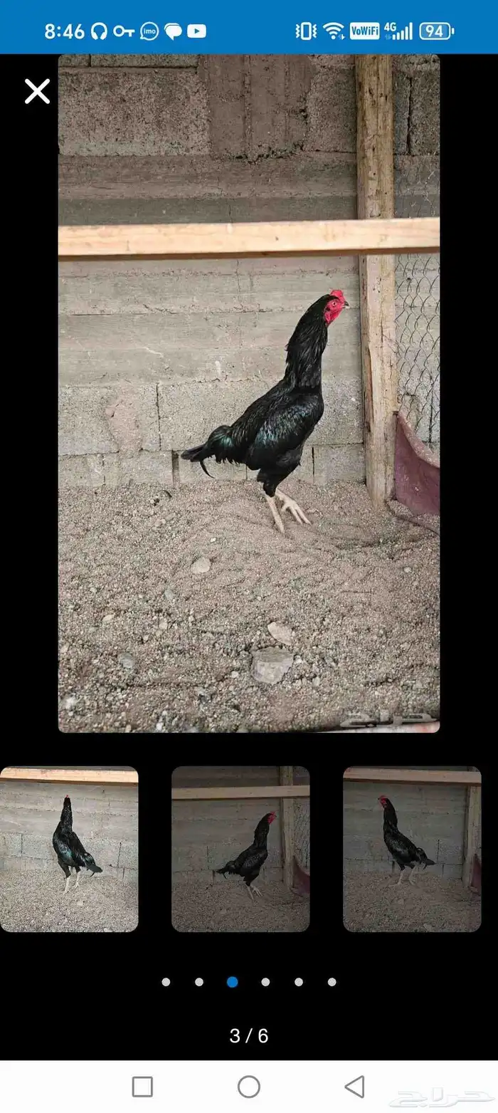 you  pakistan  sindhi Murg Umar 8 0