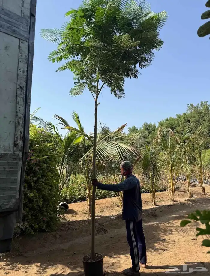 مشتل حسن قرني للزراعة با الجملة مركن و كياس 4