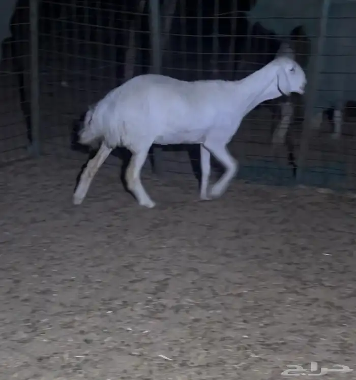 رخل حريه فاخره صنف الصنف 2