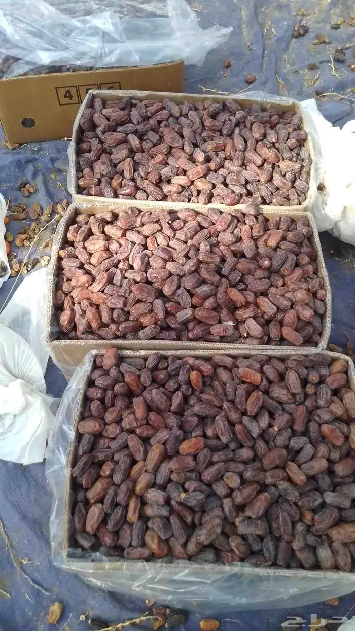 الخضري اطيب والوصط 3
