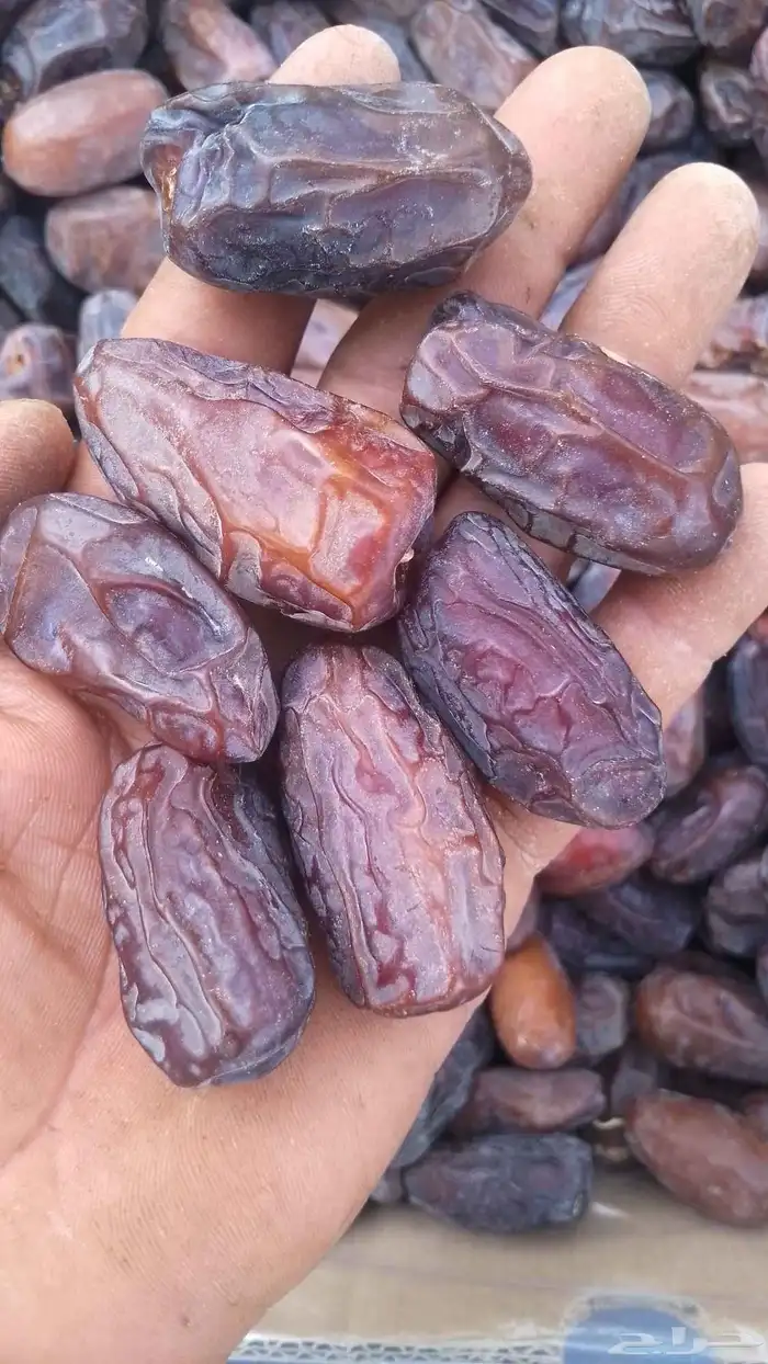 الخضري اطيب والوصط 1