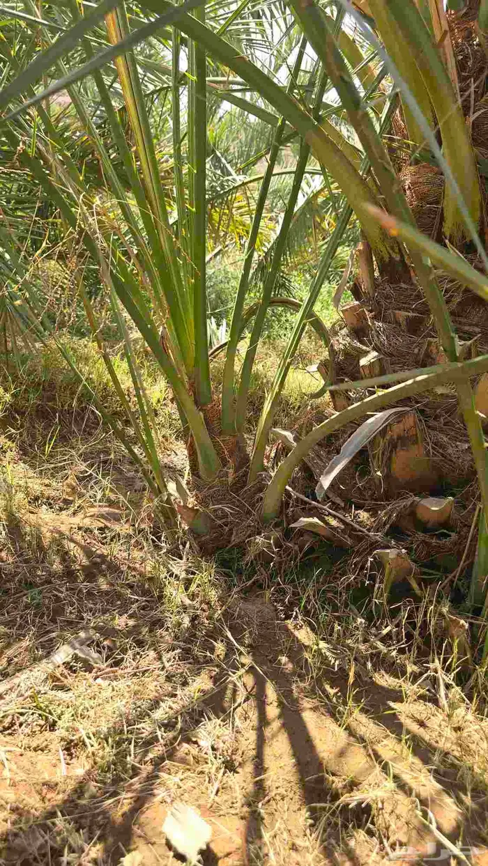 فسايل عجوة ( اصنا ) 0