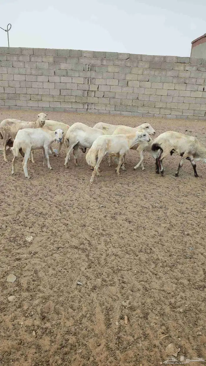 للبيع مواشي 3
