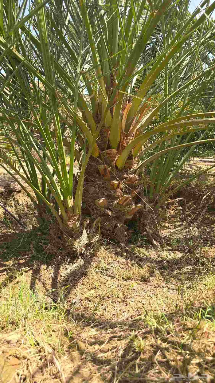 فسايل عجوة ( اصنا ) 1