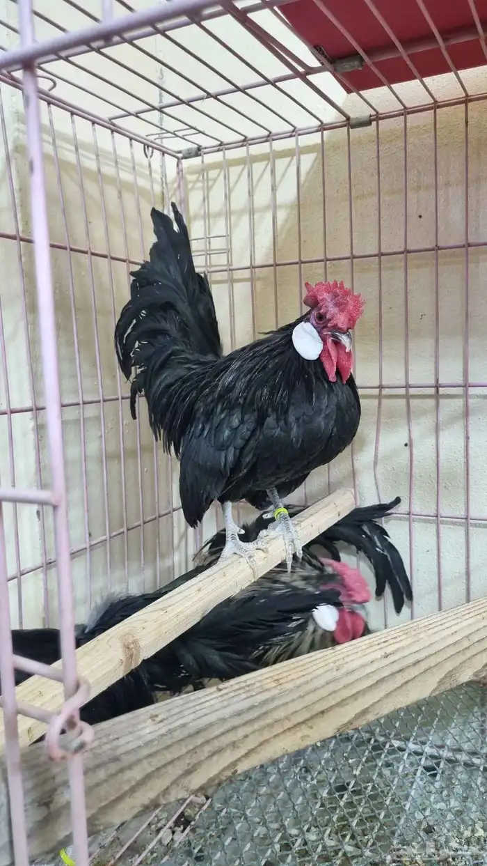 ديوك روز مميزة 1