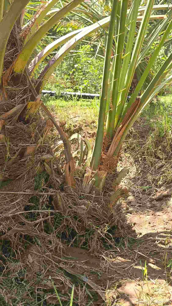 فسايل عجوة ( اصنا ) 2