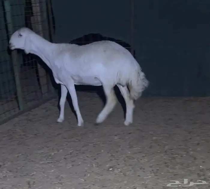 رخل حريه فاخره صنف الصنف 1