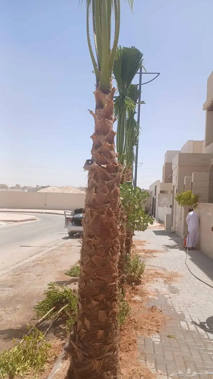 توريدوتركيب الشبوك 0