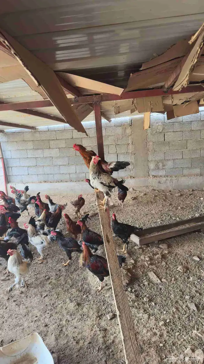 دجاج بلدي للبيع 3