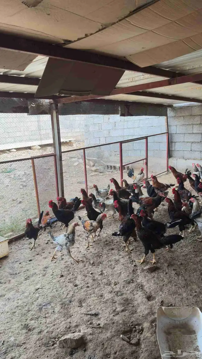 دجاج بلدي للبيع 2
