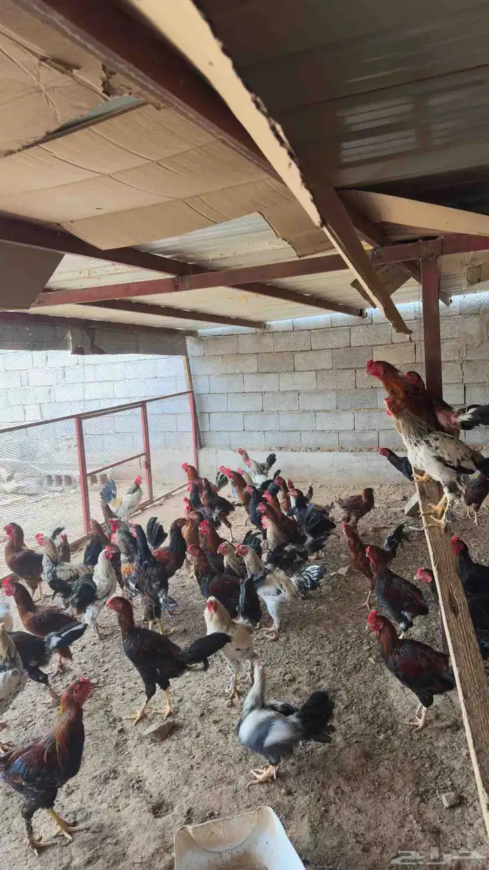دجاج بلدي للبيع 1