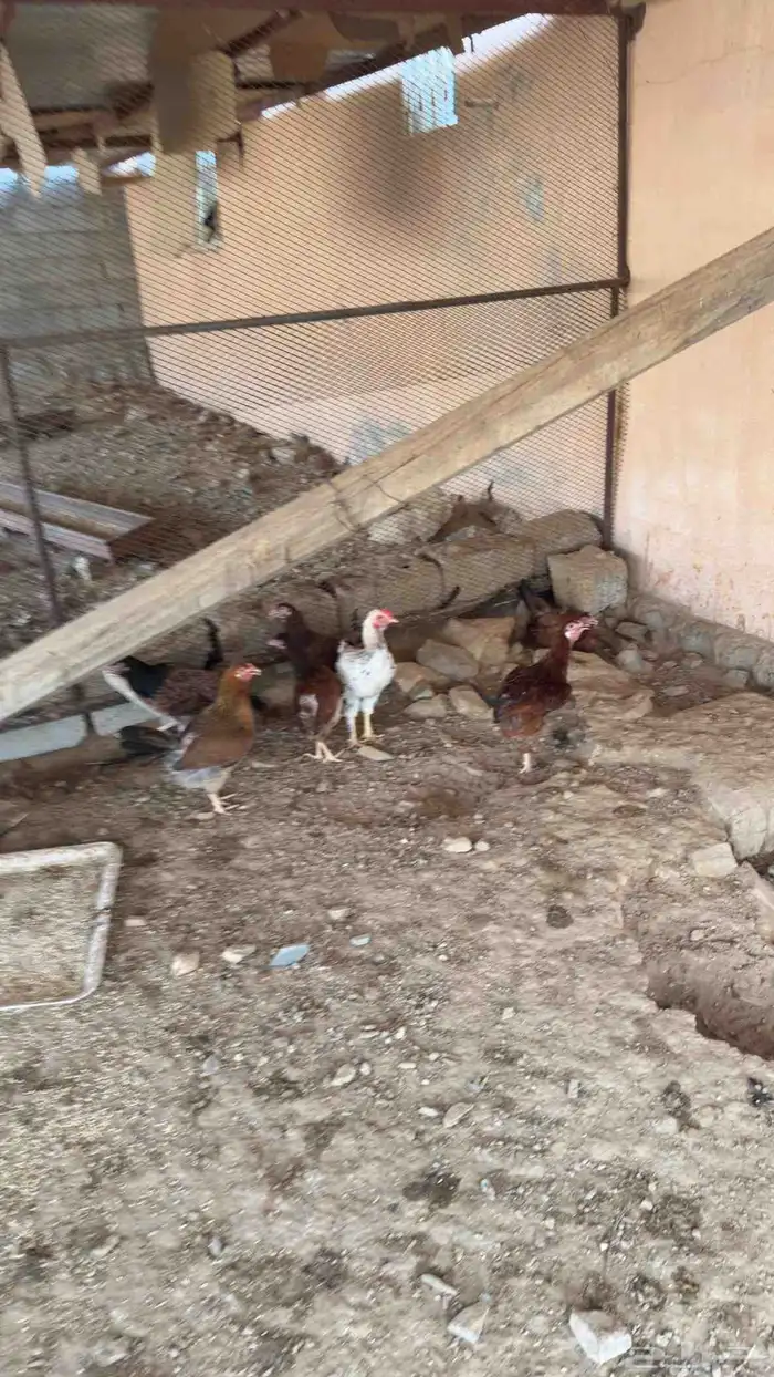 دجاج بلدي للبيع 4