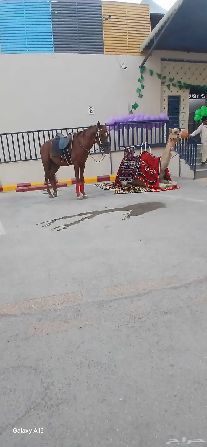 We have a camel for rent. Contact us on WhatsApp 3