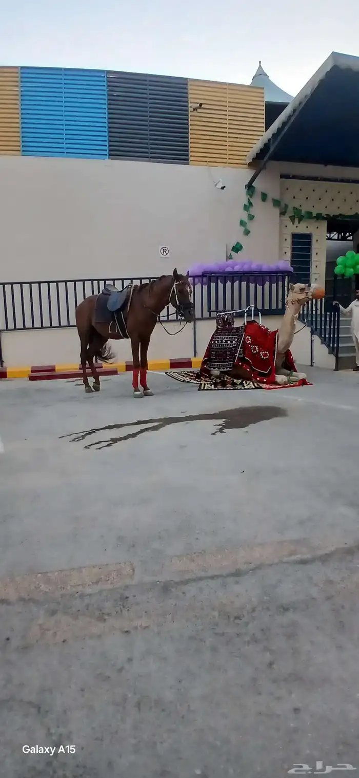 We have a camel for rent. Contact us on WhatsApp 4