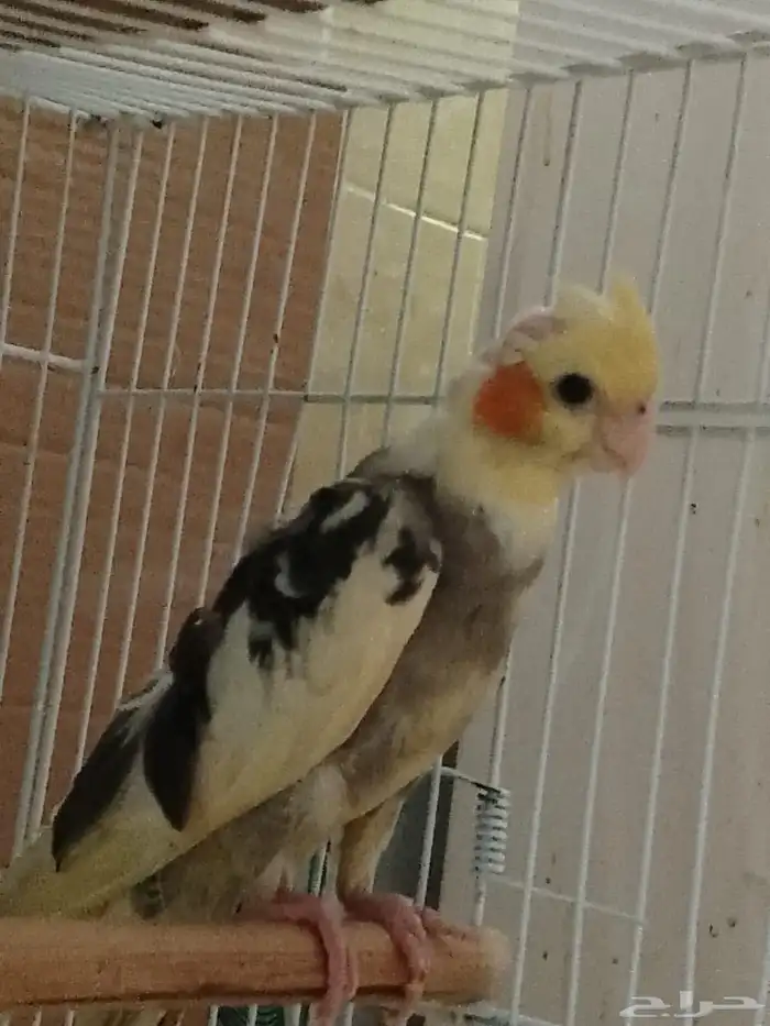 طير كروان مغرد ومتكلم 0