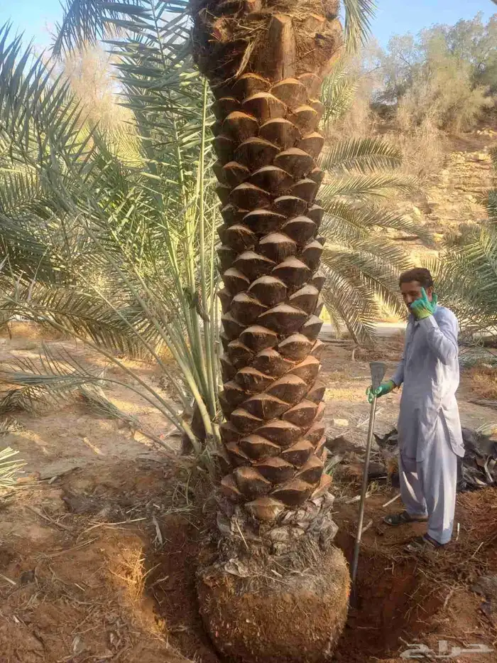 نخيل.اكاسيا.للبيع 2