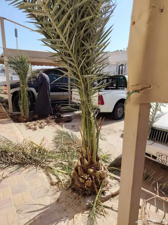ابوياسين لبيع جميع انواع النخيل البلدي والواشنطن 0