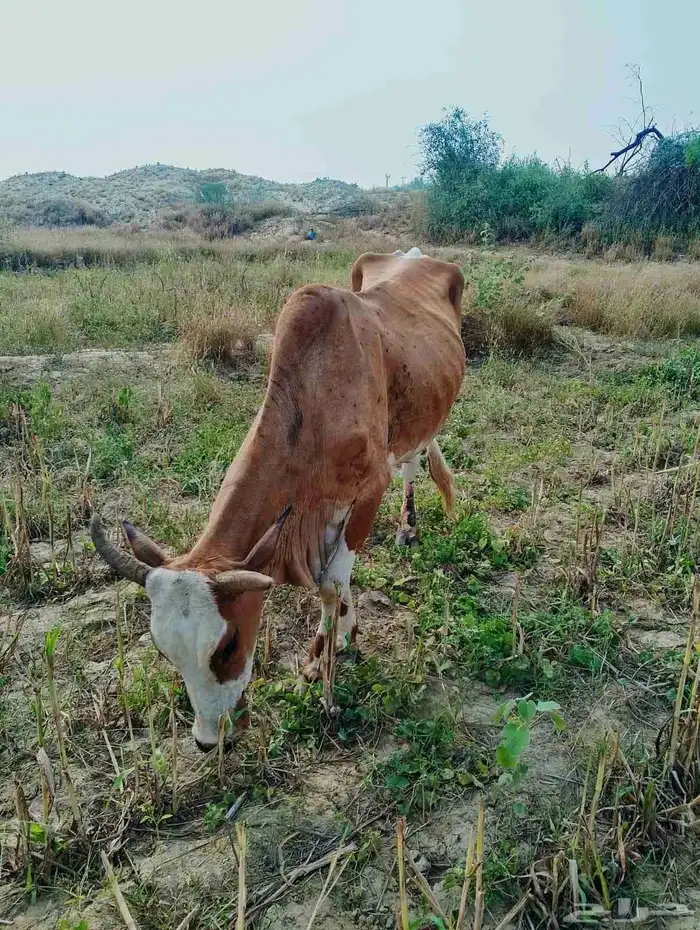 بقرة بلدي و ثور الموقع الشقيري 4
