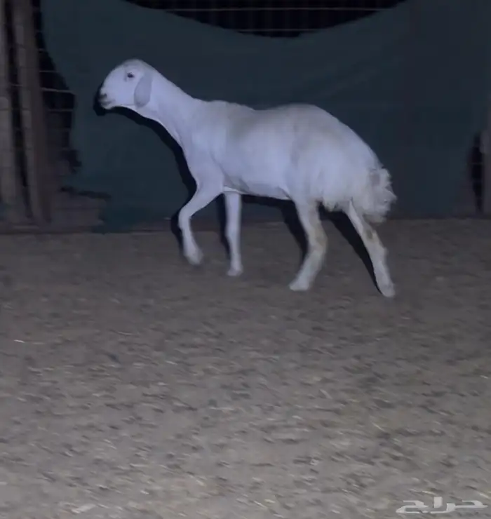 رخل حريه فاخره صنف الصنف 0