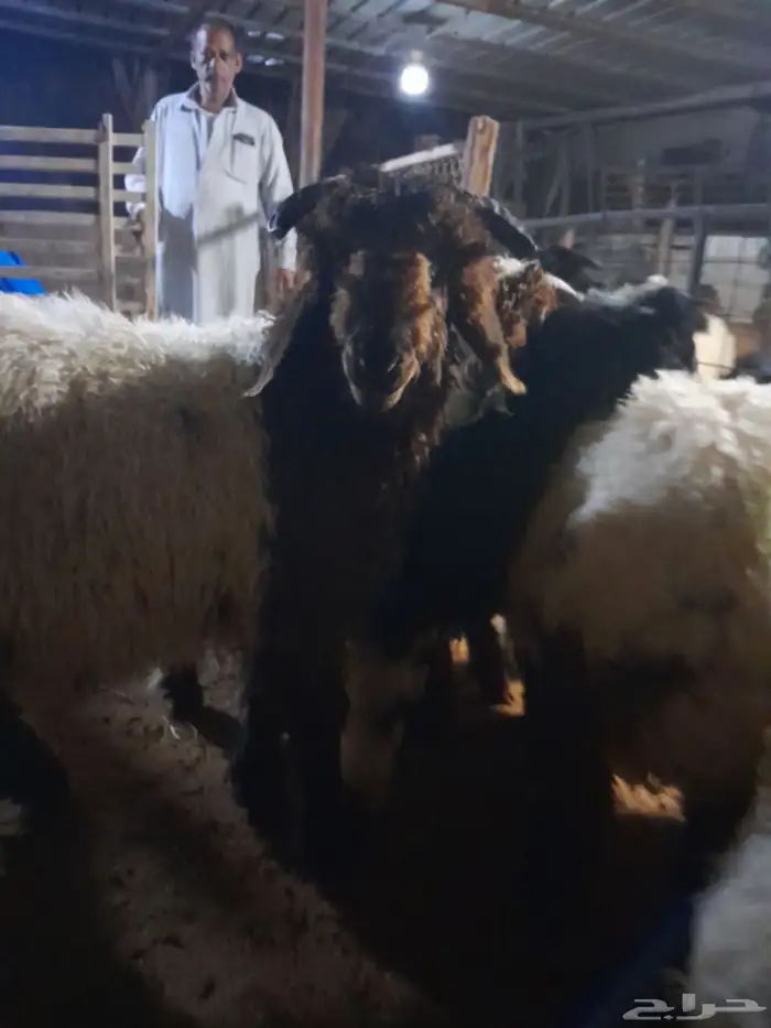 مطلوب شريك ممول مشروع اغنام 0