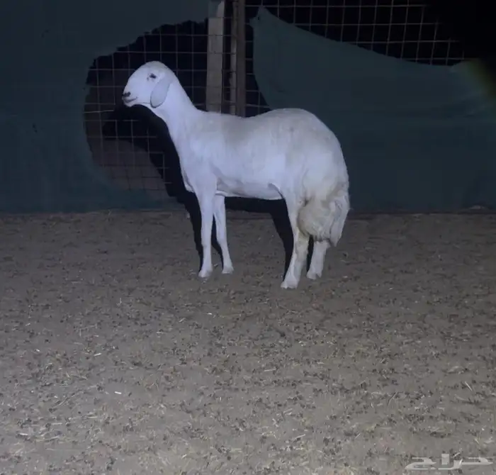 رخل حريه فاخره صنف الصنف 3