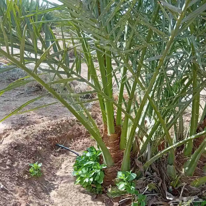 نخيل طيب للبيع 1