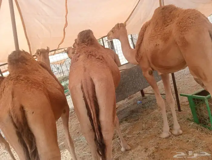 حشو قعدان مفاريد السعر 2850 1